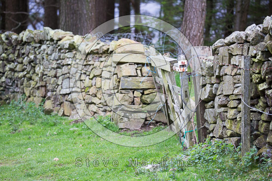 Grey Friar Farm Herdwick Sheep
