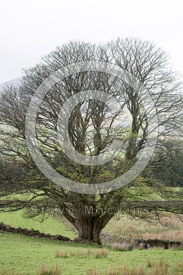 Bowness-on-Solway Field Lake district Sheep