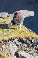 Lakeland Herdy Artworks, Casterton, Helvellyn, Herdies, Winton, Mungrisdale Common, Waberthwaite, Near Sawrey, Herdy Ewe, Firbank Fell, Harter Fell, Eskdale, Herdy Sketch, Camerton, Herdwick Sheep Oil Pastels, Herdwick Sheep Art, Hen Comb, Starling Dodd, Herdwick Wall Art, Nateby, Kirkland (Frizington), Herdwick Sheep Oil Painting, Lakeland Sheep, Herdwick Sheep Sketch, Coniston Old Man, Birks, Bowscale Fell, Illgill Head, Cumwhitton, Herdwick Drawings, Thunacar Knott, Causey Pike,  Lake District, Cumbria.