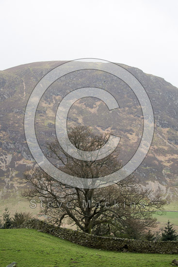 Slight Side Valley Lake district Sheep