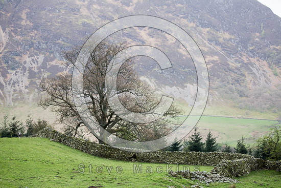 Armboth Fell Herdwick Sheep