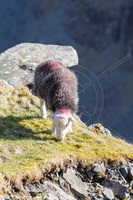 Grisedale Pike, Portinscale, Coniston Old Man, Herdwick, Scar Crags, Herdwick, Herdwick Ewe, Leasgill, Banks, Herdwick Sketch, Hallbankgate, Herdwick Sheep Acrylic Painting, Herdwick Artwork, Garrigill, Newby Bridge, Seat Sandal, Lowthwaite Fell, Herdwick Sheep Oil Painting, Loft Crag, Herdwick Sheep Prints, Herdwick Art Studio, Great Calva, Calf Crag, Herdwick Sheep Sketch, Arnside, Barton, Herdwick Sheep, Raughton Head, Pavey Ark, Ulverston, Lakeland Sheep, Longlands Fell, Whiteside,  Lake District, Cumbria.