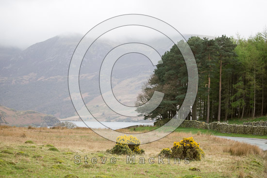 Leece Farm Lakeland Sheep