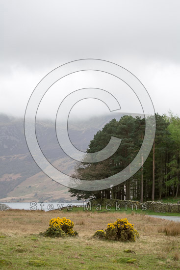 Harrington Lake district Sheep