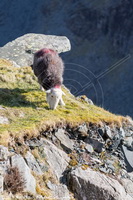 Keswick, Cold Pike, Low Pike, Bakestall, Dent, Herdwick Sketch, Blackford, Catstycam, Kirkby Stephen, Lakeland Sheep, Swirl How, Herdwick Sheep Art, Herdwick, Seascale, Herdwick Art Studio, Colby, Waterhead, Waberthwaite, Ill Bell, Great Gable, Abbeytown, Herdwick Art, Herdwick Drawings, Mixed-Media Herdwick Art, High Crag, Piel Island, Black Combe, Watch Hill, Holme, Herdies,  Lake District, Cumbria.