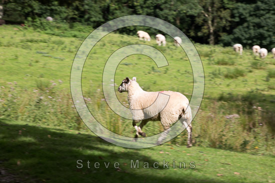 Eagle Crag Field Herdwick