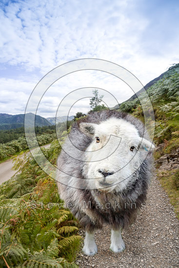 Ponsonby Valley Lake district Sheep