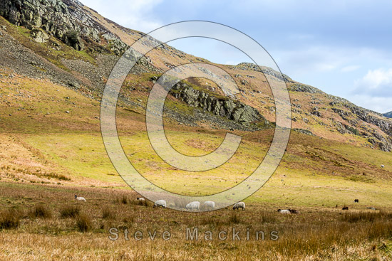 Lingmell Valley Herdwick
