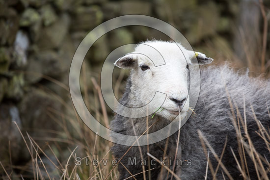 Little Langdale Field Lakeland Sheep