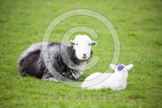 Raven Crag Field Herdwick Sheep