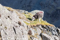 Brigflatts, Lakeside, Bigrigg, Waberthwaite, Lake District, Burnbank Fell, Orthwaite, Herdwick Sheep Prints, Shipman Knotts, Kentmere Pike, Aldingham, Gowbarrow Fell, Loadpot Hill, Herdwick Sheep Oil Painting, Newlands (Keswick), Herdwick Sheep Oil Painting, Mixed-Media Herdwick Art, Herdies, Hale, Herdwick Sheep Acrylic Painting, Ullock Pike, Brougham, Ousby, Robinson, Lakeland Sheep, Roosebeck, Isel, Walla Crag, Knott Rigg, Herdwick Art Studio,  Lake District, Cumbria.