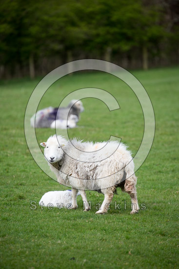 Ennerdale Bridge Herdwick Sheep