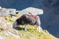 Kirkbride, Roosebeck, Hart Side, Slight Side, Kirkby Thore, Skiddaw, Herdwick Art Studio, Lakeland, Herdwick Sheep Sketch, Kirkby Stephen, Lakeland Sheep, Ard Crags, Firbank Fell, Casterton, Ousby, Birkhouse Moor, Herdwick Sheep Art, Wetheral, Distington, Herdwick, Mixed-Media Herdwick Art, Rannerdale Knotts, Herdwick Sheep Oil Pastels, Herdwick Sheep Acrylic Painting, Carrock Fell, Herdwick Company, Herdwick Sheep, Yewbarrow, Herdwick Artwork, Langwathby,  Lake District, Cumbria.