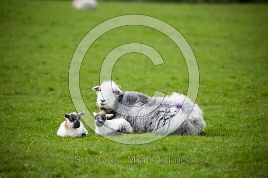 Grayrigg Forest Lake district Sheep