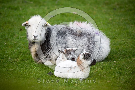 Carlisle Lake district Sheep - Lakeland Photos - Art Prints Carlisle Lake district Sheep