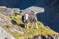 Windermere, Loadpot Hill, Herdy Sketches, Blencogo, Ullock Pike, Glenridding Dodd, Herdwick, Herdwick Sheep, Herdy, Herdwick Sheep Sketch, Ullscarf, Herdwick Sheep Oil Painting, Dovenby, Saint Sunday Crag, Lakeland Sheep, Ill Bell, Herdy Wall Art, Lingmoor Fell, Longlands, Herdwick Sheep Oil Painting, Raise, Carlisle, Harrison Stickle, Steeple, Herdwick Wall Art, Whin Rigg, Hethersgill, Coniston, Lakeland Herdy Artworks, Grayrigg, Watch Hill, Hayton (Aspatria),  Lake District, Cumbria.