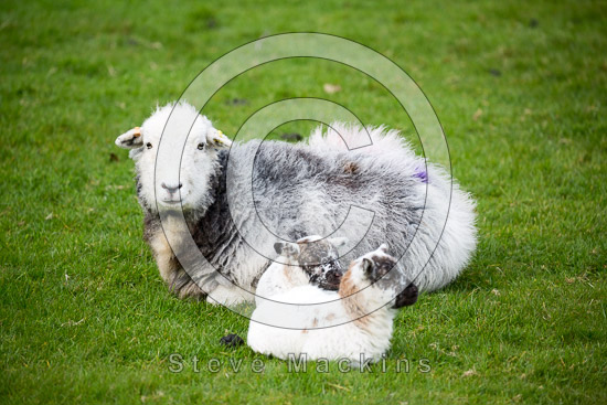 Low Pike Valley Herdwick Sheep