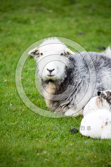 Armathwaite Valley Herdwick