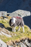 Wigton, Whitehaven, Herdwick Sheep Art, Herdwick Art, Herdwick Sketches, Swinside, High Hesket, Mixed-Media Herdwick Art, Boustead Hill, Alston, Brandreth, Catstycam, Herdwick Artwork, Herdwick Sheep Sketch, Fellbarrow, Knott Rigg, Herdwick, Cartmel Fell, Isle of Walney, Glenridding Dodd, Herdwick Sheep Oil Pastels, Herdwick Sheep Oil Painting, Beckermet, Brim Fell, Herdwick, Far Sawrey, Sale Fell, High Spy, Blake Fell,  Lake District, Cumbria.