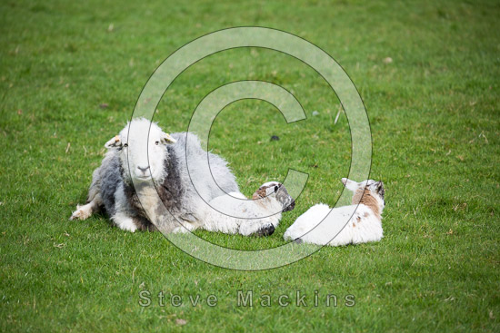 Swirl How Farm Lakeland Sheep - Lakeland Photos - Art Prints Swirl How Farm Lakeland Sheep