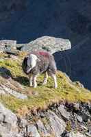 Barrow, Herdwick Sheep Acrylic Paintings, Mardale Ill Bell, Meal Bank, Herdy Wall Art, Herdwick, Biggar, Blackford, Hesket Newmarket, Base Brown, Herdwick Sheep Oil Pastels, Herdwick Sheep, Gibson Knott, Coniston Old Man, Herdies, Sale Fell, Herdy, Crinkle Crags, Cumdivock, Herdwick Artwork, Troutbeck (Windermere), Catbells, Caldbeck, Whiteside, Lingmoor Fell, Swarthmoor,  Lake District, Cumbria.