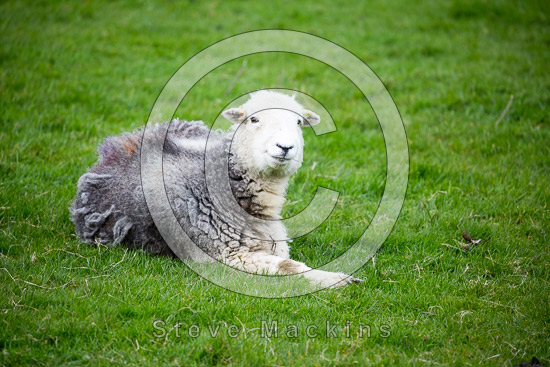 Steel Knotts Lake district Sheep