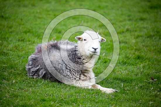 Stone Arthur Field Herdwick