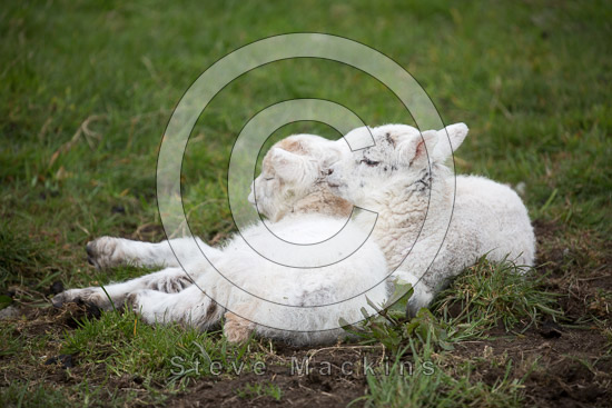 High Street Field Herdwick Sheep