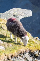 Herdwick Sheep Acrylic Paintings, Kirkoswald, Helm Crag, Herdy Sketch, Great Cockup, Broughton in Furness, Herdy Sketches, Lanercost, Herdy Art, Herdy, Great Sca Fell, Seat Sandal, Mixed-Media Herdy Art, Great Gable, Herdy Wall Art, Herdwick Sheep, Haystacks, Herdwick Sheep Prints, Meal Bank, Meal Fell, Finsthwaite, High Hesket, Ulverston, Lakeland Herdy Artworks, Firbank Fell, Wetheral, Baycliff, Herdwick Sheep Art Studio,  Lake District, Cumbria.