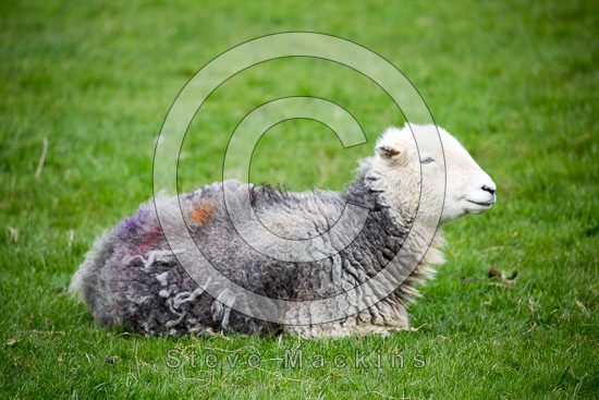 Embleton Herdwick - Lakeland Photos - Art Prints Embleton Herdwick