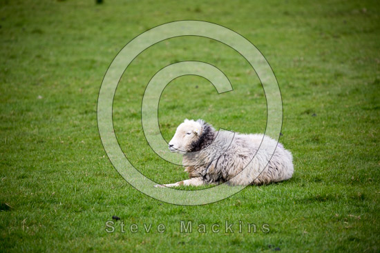 Hale Valley Lakeland Sheep