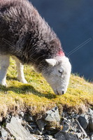 Hensingham, Rosthwaite (Keswick), Herdwick Sketch, Dent, Raven Crag, Kirkby Thore, Monkhill, Meal Fell, Mixed-Media Herdwick Art, Herdwick Sheep Art, Herdwick Sketches, Storth, Burton-in-Kendal, High Seat, Herdwick Sheep Oil Painting, Bowness-on-Windermere, Knott, The, Herdwick Art Studio, Catbells, Ard Crags, Little Mell Fell, Whitehaven, Rampsgill Head, Saint Sunday Crag, Blindcrake, Bowscale, Brock Crags, Herdwick, Herdwick Sheep Sketch, Ennerdale Bridge, Green Gable,  Lake District, Cumbria.