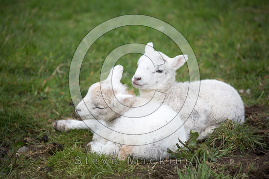 Crosby Ravensworth Lakeland Sheep