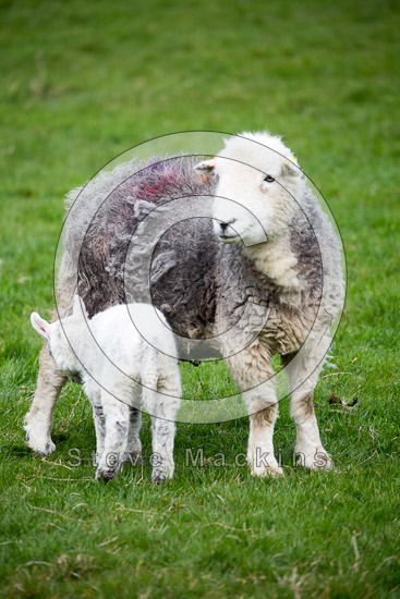Sandside Field Herdwick