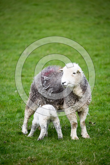 Cumdivock Farm Lake district Sheep - Lakeland Photos - Art Prints Cumdivock Farm Lake district Sheep