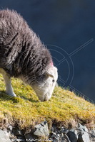 Herdwick Sheep Prints, Herdwick, Herdwick Wall Art, Saint Sunday Crag, Herdy Sketch, Rannerdale Knotts, Herdwick Sheep Oil Painting, Pike of Stickle, Herdwick Sheep, Arnison Crag, Herdy Sheep Artist, Troutbeck (Penrith), Sour Howes, Herdwick Sheep Art, Gray Crag, Little Strickland, Casterton, Ireleth, Drumburgh, Skirwith, Herdy, High Raise, Sergeant Man, Satterthwaite,  Lake District, Cumbria.