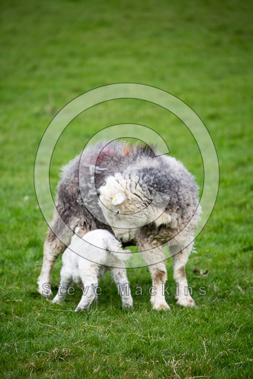 Santon Bridge Farm Lakeland Sheep