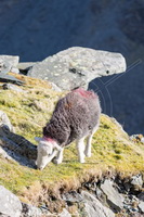 Herdwick, Buckbarrow, High Spy, Red Screes, Brandreth, Lakeland Herdy Artworks, Herdwick Artwork, High Stile, Swarthmoor, Natland, Herdy Sketch, Herdy Art, Colton, Crosby Ravensworth, Herdy, Lindale, Lakeland Sheep, Broughton, Urswick Great and Little, Herdwick, Frizington, Herdwick Sheep Oil Painting, Gray Crag, Herdwick Sheep Acrylic Paintings, Harter Fell, Eskdale, High Hesket, Winster,  Lake District, Cumbria.