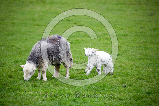 Helton Field Lake district Sheep