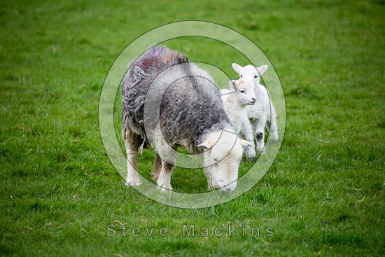 Hale Farm Herdwick - Lakeland Photos - Art Prints Hale Farm Herdwick