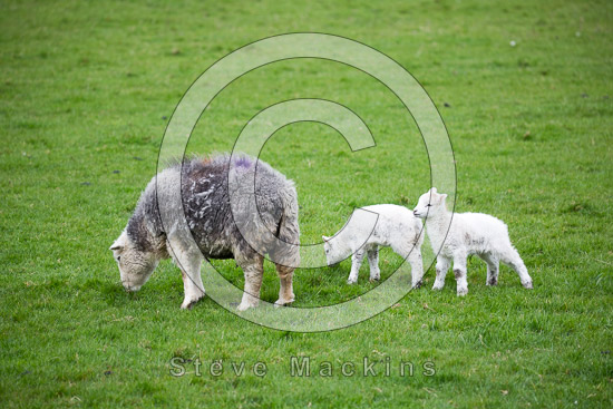 Hutton Roof (Kirkby Lonsdale) Farm Herdwick - Lakeland Photos - Art Prints Hutton Roof (Kirkby Lonsdale) Farm Herdwick