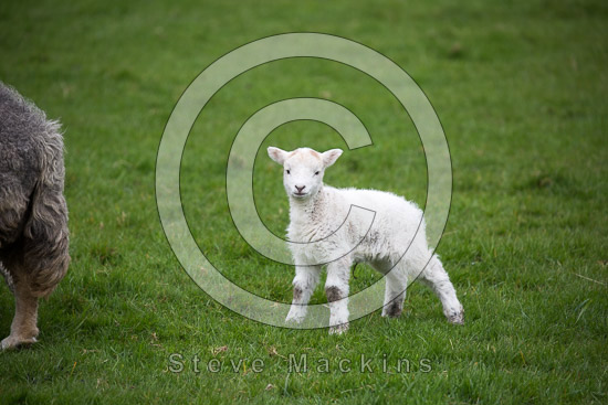 Caw Fell Valley Lake district Sheep