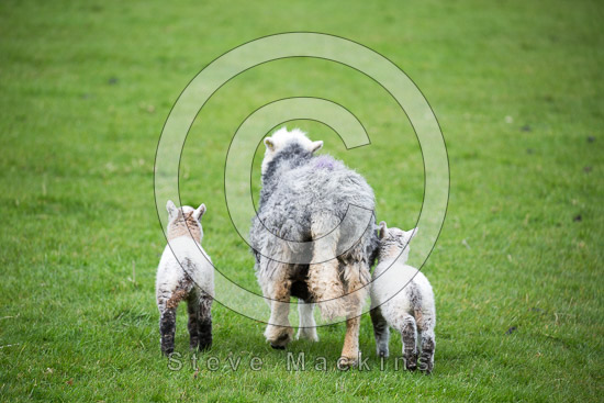 Dockray Lakeland Sheep