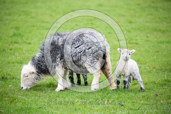 Blackford Farm Herdwick