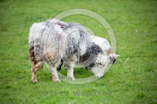 Caldbeck Farm Herdwick
