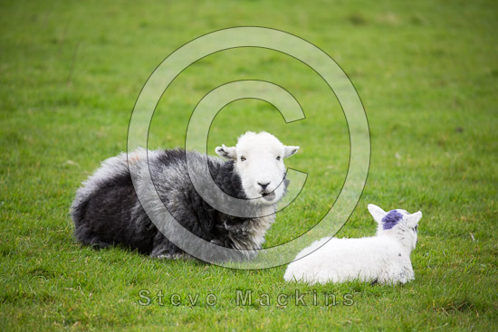 Whitbeck Farm Herdwick Sheep - Lakeland Photos - Art Prints Whitbeck Farm Herdwick Sheep