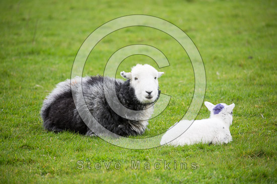 Green Gable Farm Lake district Sheep