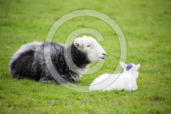 Gowbarrow Fell Field Lakeland Sheep