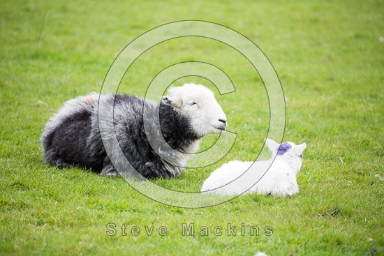 Tarn Crag (Far Eastern Fells) Valley Lakeland Sheep