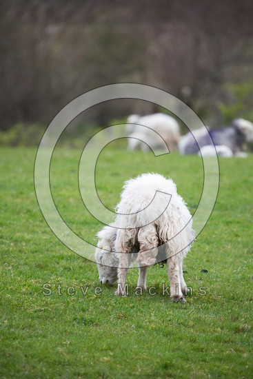 White Side Field Herdwick